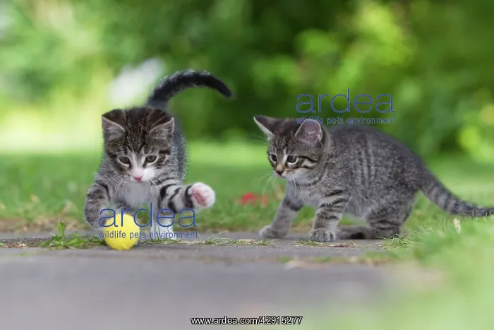  : Cat - two kittens playing with ball in garden