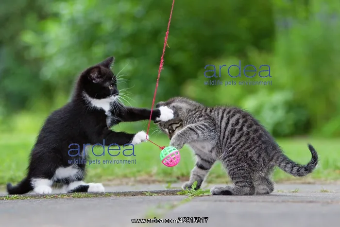 : Cat - two kittens playing with bell-ball in garden : Cat - two kittens playing with bell-ball in garden