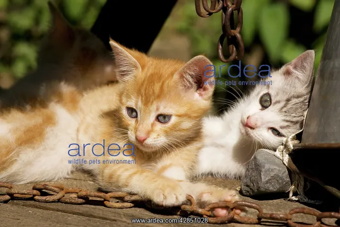 : Cat - Kittens playing in farm courtyard : Cat - Kittens playing in farm courtyard
