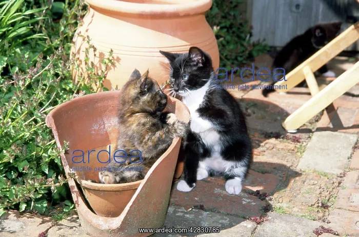 : Cat - Kittens playing in flowerpot : Cat - Kittens playing in flowerpot