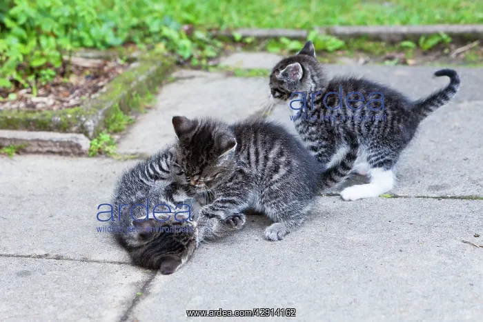 : Cat - three kittens playing in garden : Cat - three kittens playing in garden