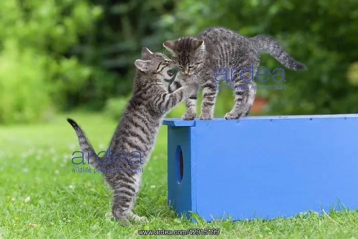 : Cat - two kittens playing in garden : Cat - two kittens playing in garden