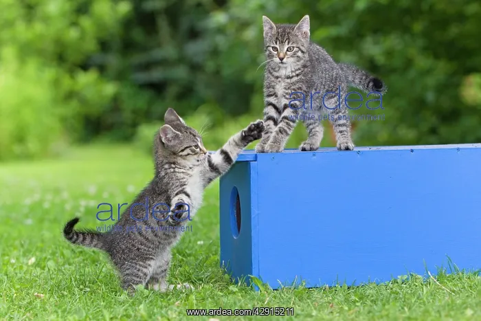 : Cat - two kittens playing in garden : Cat - two kittens playing in garden