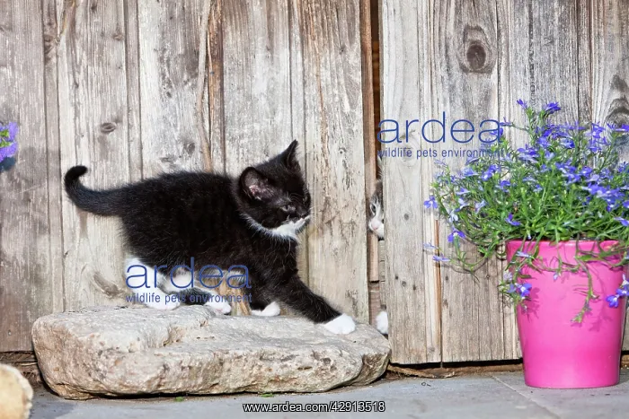 : Cat - two kittens playing in garden shed : Cat - two kittens playing in garden shed