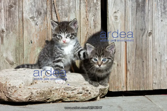 : Cat - two kittens playing in front of garden shed : Cat - two kittens playing in front of garden shed