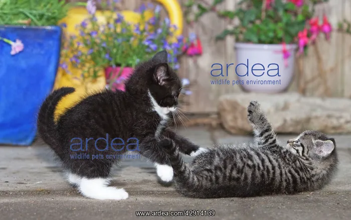 : Cat - two kittens playing in front of garden shed : Cat - two kittens playing in front of garden shed