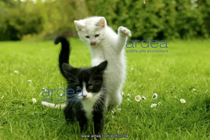  : CAT - two kittens playing in the grass