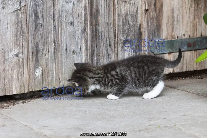 : Cat - two kittens playing hide-and-seek at garden shed : Cat - two kittens playing hide-and-seek at garden shed