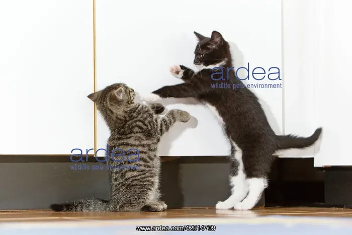 : Cat - two kittens playing in kitchen : Cat - two kittens playing in kitchen