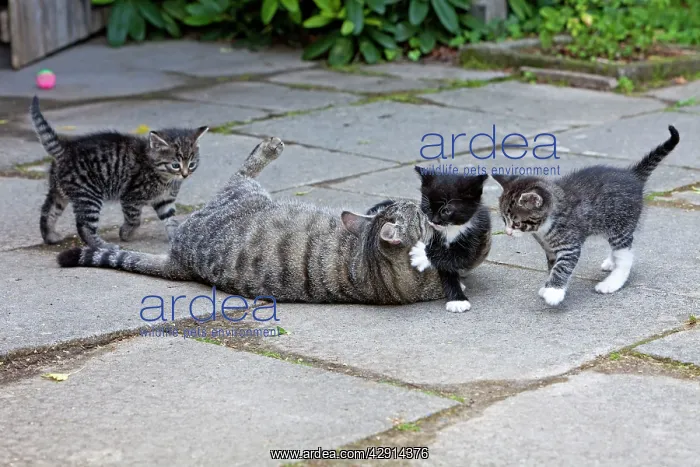 : Cat - three kittens playing with mother in garden : Cat - three kittens playing with mother in garden