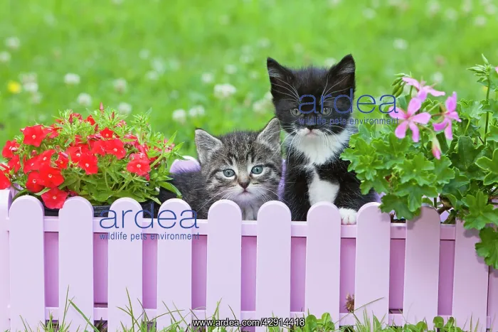 : Cat - two kittens playing in plant pot holder - on lawn : Cat - two kittens playing in plant pot holder - on lawn