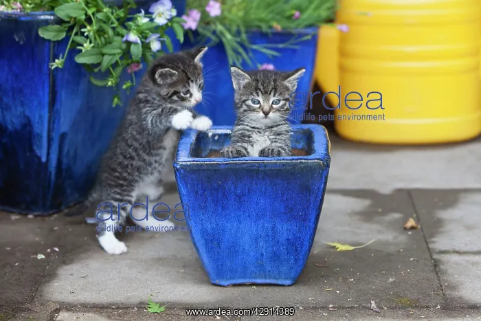 : Cat - two kittens playing in plant pot - outdoors : Cat - two kittens playing in plant pot - outdoors