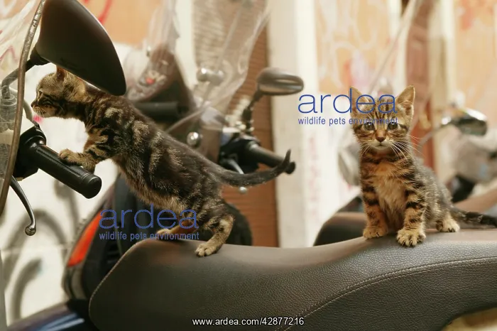 : Cat - Kittens playing on scooter : Cat - Kittens playing on scooter