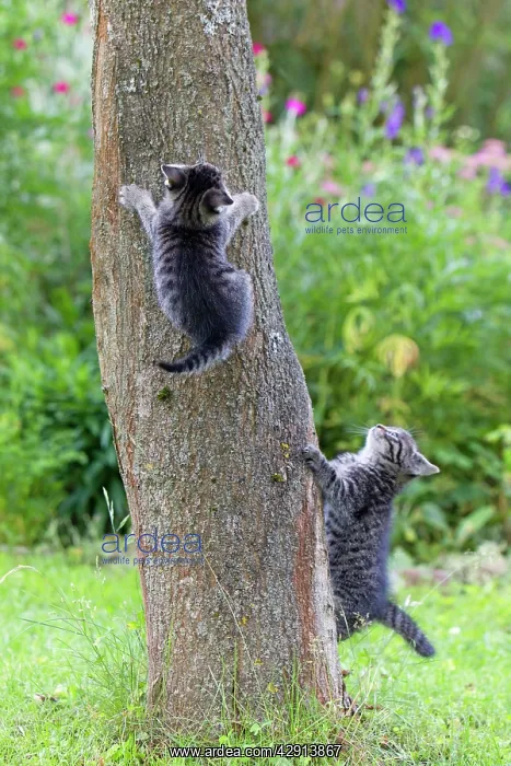 : Cat - two kittens playing on tree trunk : Cat - two kittens playing on tree trunk