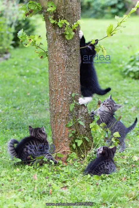 : Cat - four kittens playing around tree trunk : Cat - four kittens playing around tree trunk