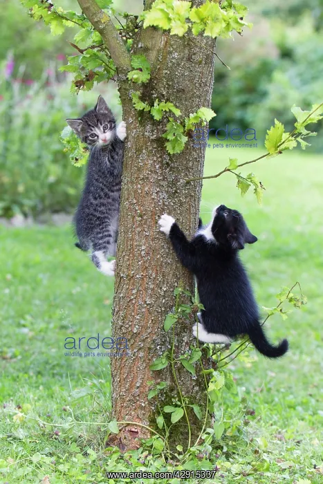 : Cat - two kittens playing on tree trunk : Cat - two kittens playing on tree trunk