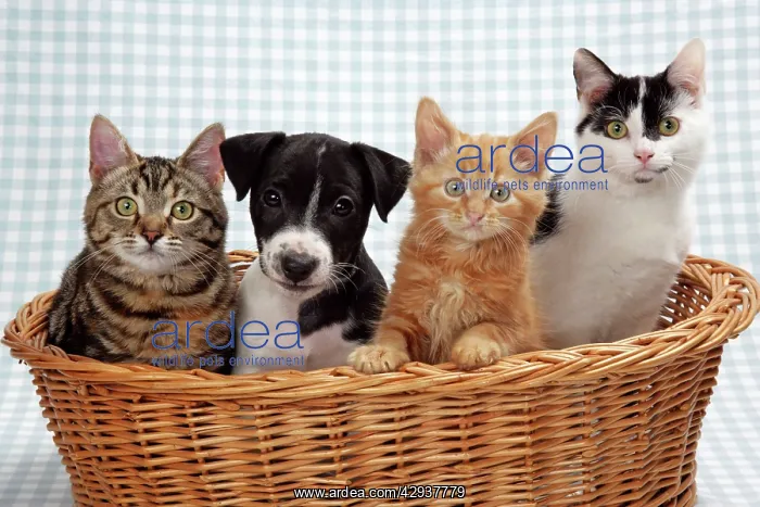 : Cat - Three kittens and a puppy in a basket : Cat - Three kittens and a puppy in a basket