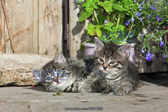  : Cat - two kittens resting in front of garden shed