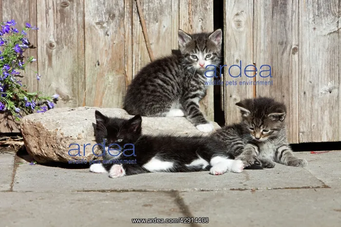 : Cat - three kittens resting in the sun - in front : Cat - three kittens resting in the sun - in front