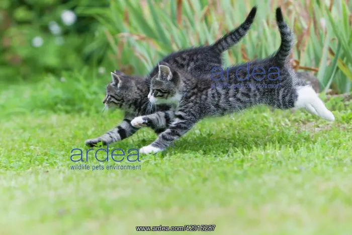  : Cat - two kittens running through garden