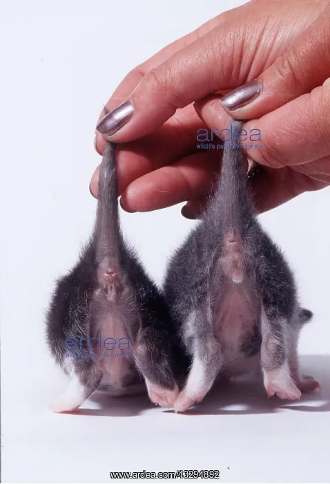 : CAT - kittens being sexed : CAT - kittens being sexed
