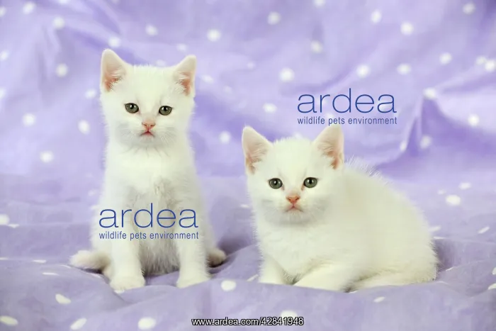 : CAT. Kittens sitting together : CAT. Kittens sitting together