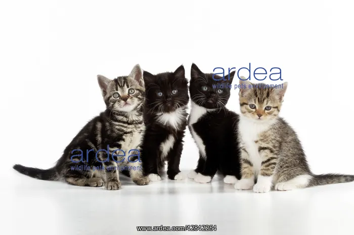 : CAT. Kittens sitting together : CAT. Kittens sitting together