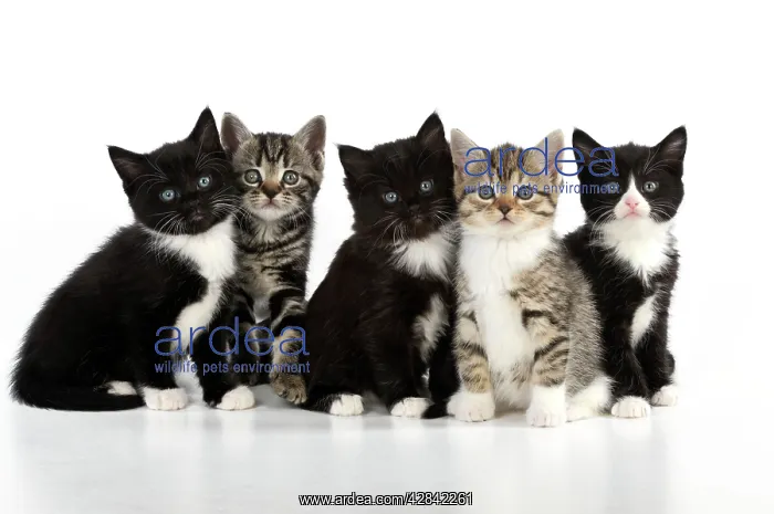 : CAT. Kittens sitting together : CAT. Kittens sitting together