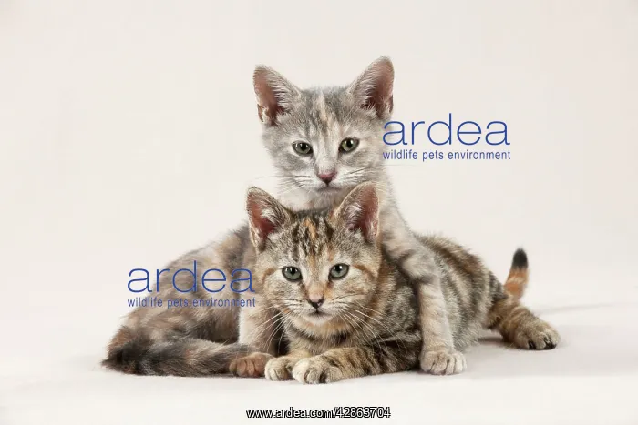 : CAT - Kittens sitting together : CAT - Kittens sitting together