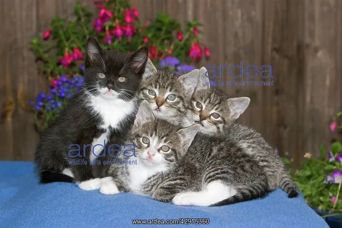 : Cat - four kittens sitting together on blanket - outdoors : Cat - four kittens sitting together on blanket - outdoors