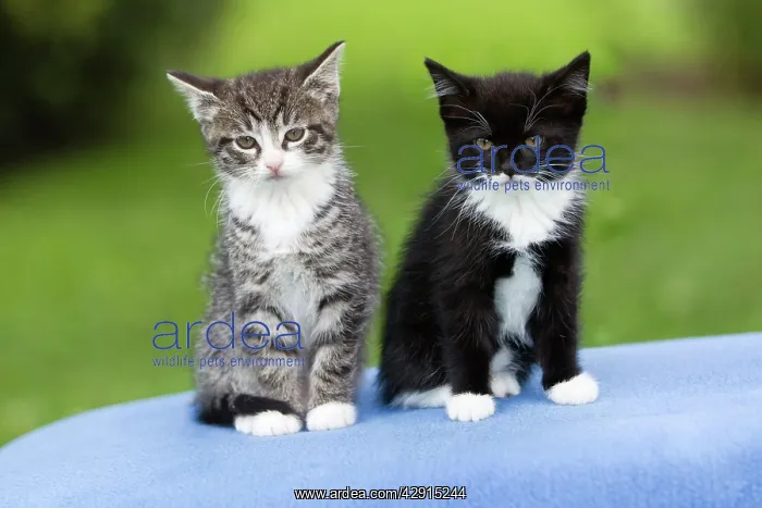 : Cat - two kittens sitting together on cushion - outdoors : Cat - two kittens sitting together on cushion - outdoors