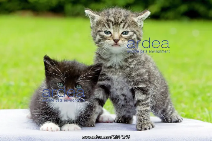 : Cat - two kittens sitting together - in garden : Cat - two kittens sitting together - in garden