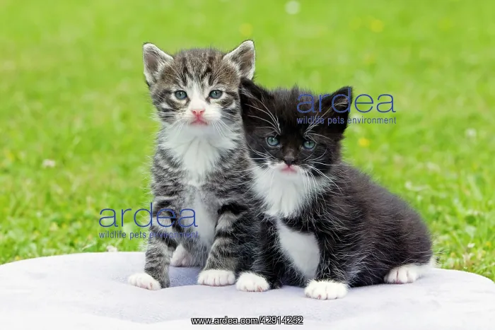 : Cat - two kittens sitting together - in garden : Cat - two kittens sitting together - in garden