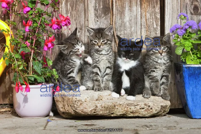 : Cat - four kittens sitting in front of garden shed : Cat - four kittens sitting in front of garden shed