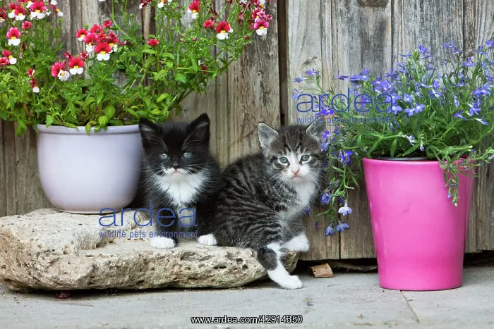 : Cat - two kittens sitting in front of garden shed : Cat - two kittens sitting in front of garden shed