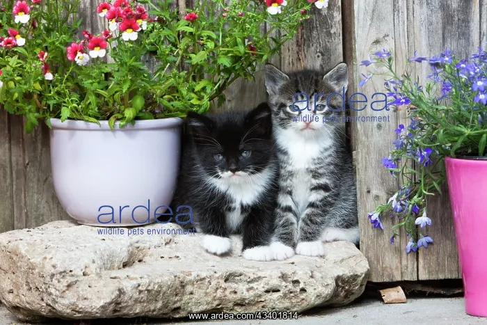 : Cat - two kittens sitting in front of garden shed : Cat - two kittens sitting in front of garden shed