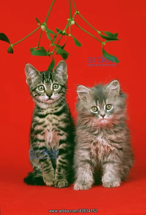: CAT - kittens sitting under mistletoe : CAT - kittens sitting under mistletoe