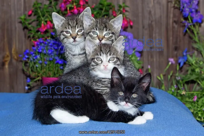 : Cat - four kittens sitting together - outdoors : Cat - four kittens sitting together - outdoors