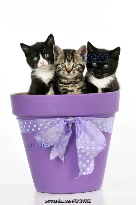 : CAT. Kittens sitting in a plant pot : CAT. Kittens sitting in a plant pot