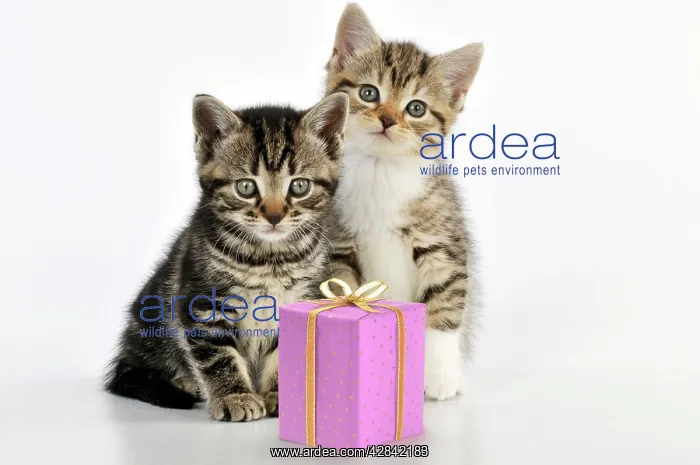 : CAT - Kittens sitting together with present : CAT - Kittens sitting together with present