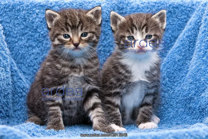 : Cat - two kittens sitting together on towel - in garden : Cat - two kittens sitting together on towel - in garden