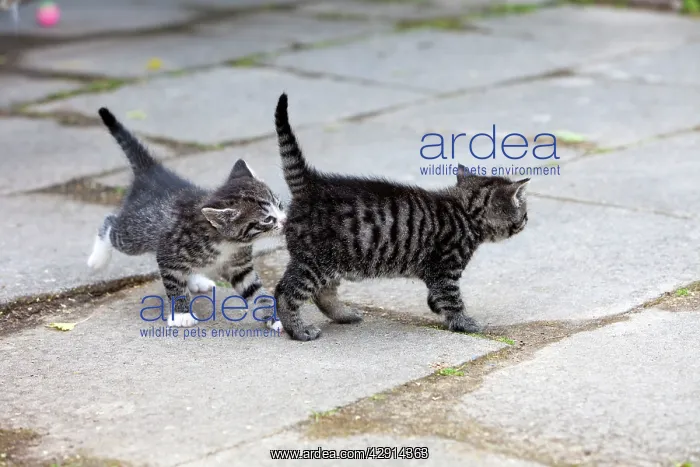: Cat - two kittens - one sniffing the other's behind : Cat - two kittens - one sniffing the other's behind