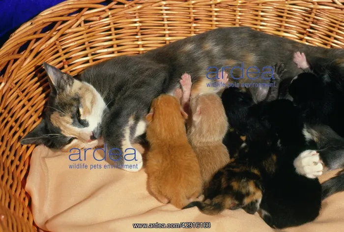  : CAT - with kittens suckling