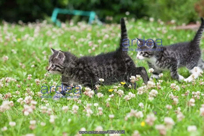 : Cat - two kittens walking across lawn : Cat - two kittens walking across lawn