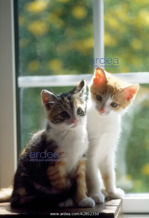: Cat - kittens in window : Cat - kittens in window