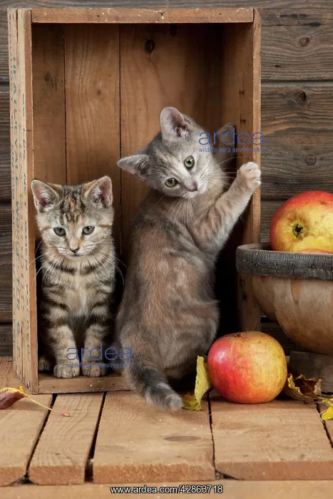  : CAT - Kittens in wooden box