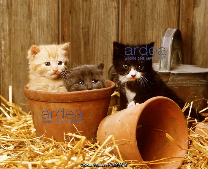 : CAT - kittens x three in flowerpots : CAT - kittens x three in flowerpots
