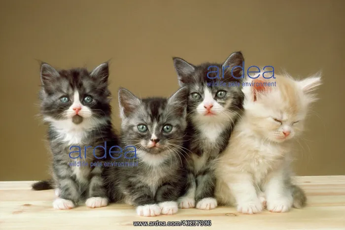 : CAT - Kittens x four in a line : CAT - Kittens x four in a line