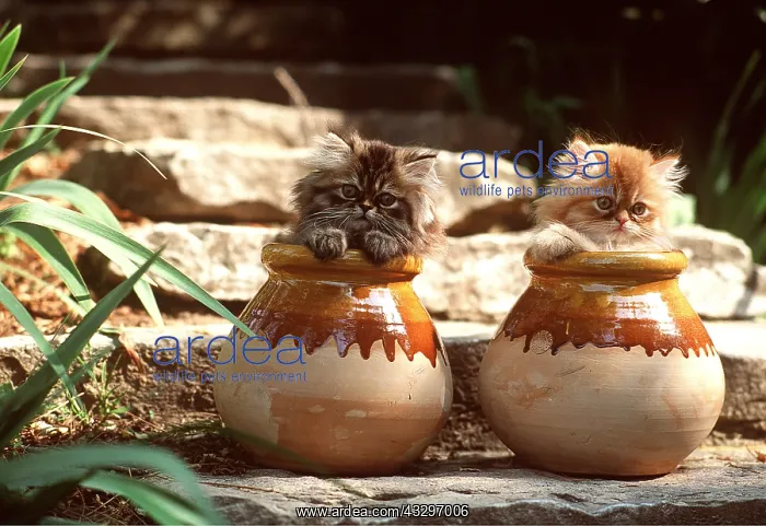 : CAT - kittens x two in pots : CAT - kittens x two in pots