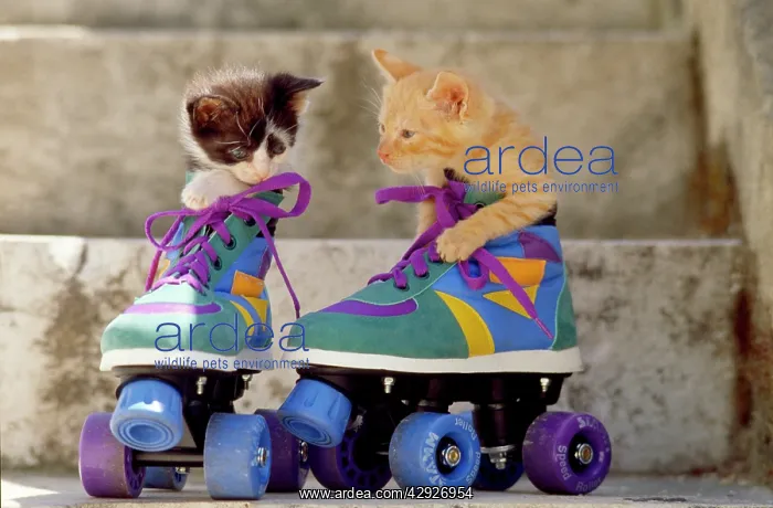  : CAT - kittens x two in roller skates